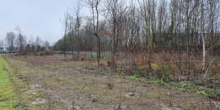 Bos In Zicht 03