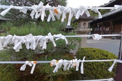 Witte Lintjes In Kyoto Rh