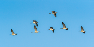 Ganzen Zijn Vrij Te Vliegen Waar Ze Willen Maar Doen Dat Succesvoller In Groep