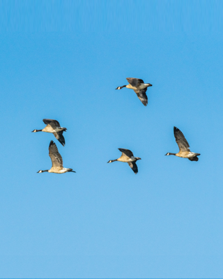 Ganzen Zijn Vrij Te Vliegen Waar Ze Willen Maar Doen Dat Succesvoller In Groep